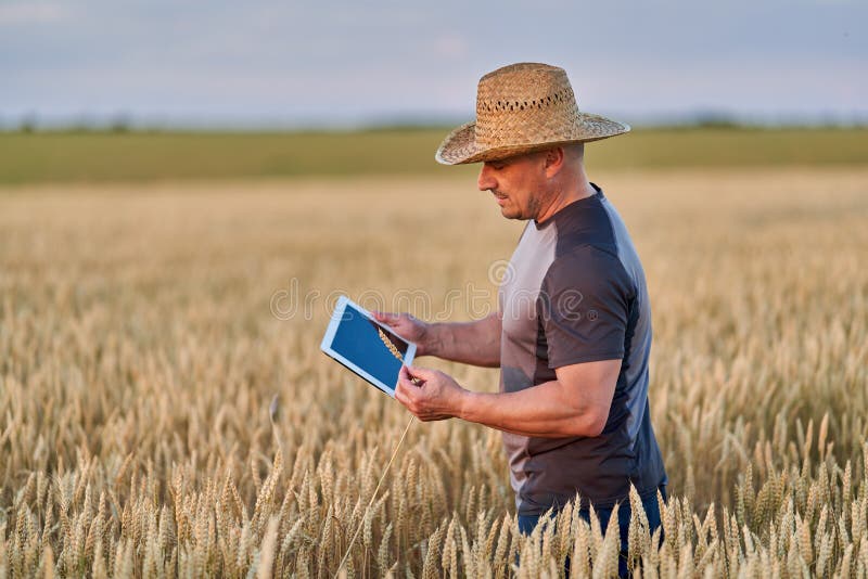 Farmer with a tablet checking the state of his wheat culture. Field checking barley stock images, royalty-free photos and pictures