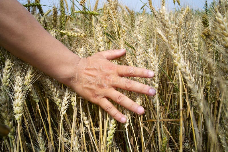 Farmer touches crop