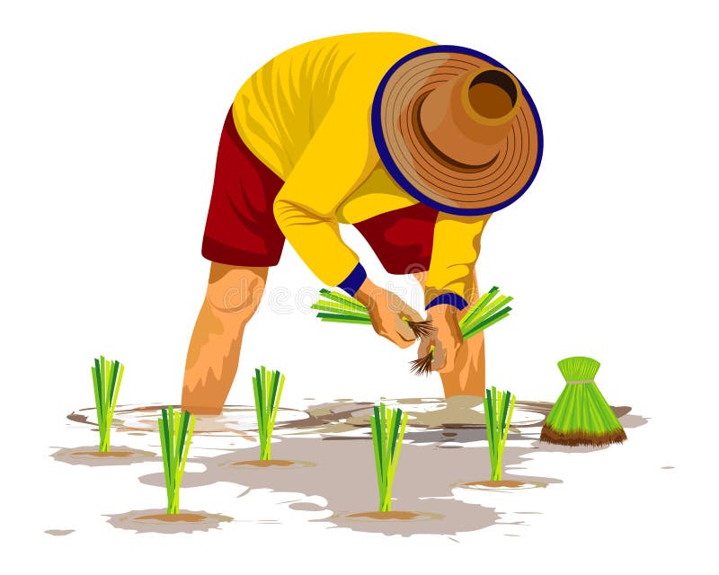 Farmer Transplant Rice in Paddy Field Stock Vector - Illustration of ...