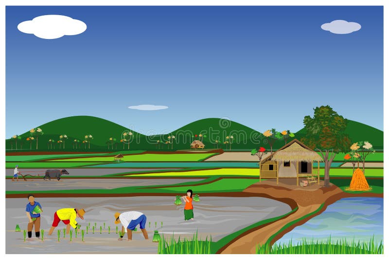 Farmer transplant rice seeding in paddy field