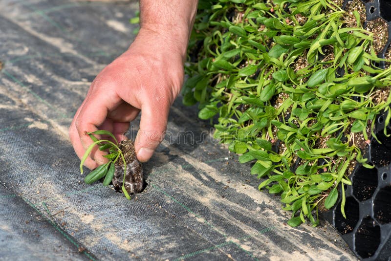 transplanting tomato seedlings grow bags transplanting tomato seedlings grow bags
