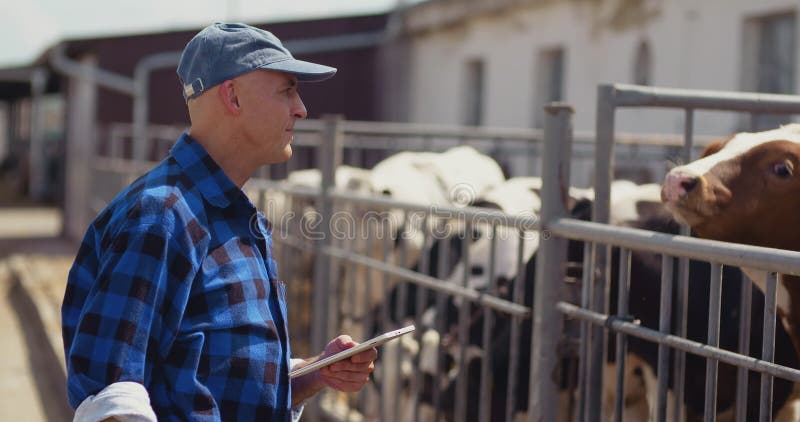 Farmer using digital tablet while looking at cows stock footage