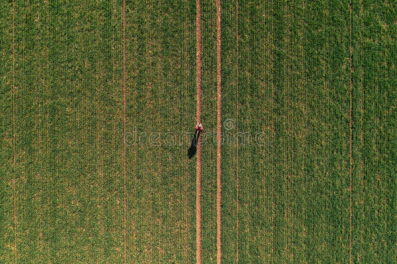 Farmer using remote controller to fly the agricultural drone and observe the cultivated wheat field