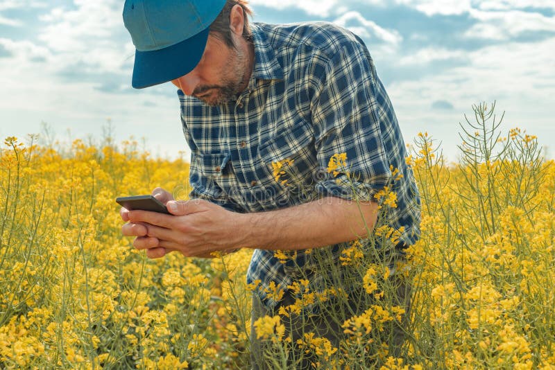 Farmer using smart phone in blooming canola field