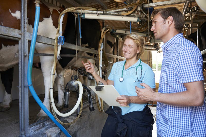 Farmer And Vet Inspecting Dairy Cattle In Milking Parlour