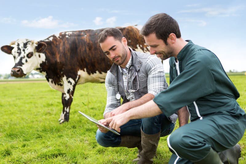 Farmer And Veterinary Working Together In A Masture With Cows