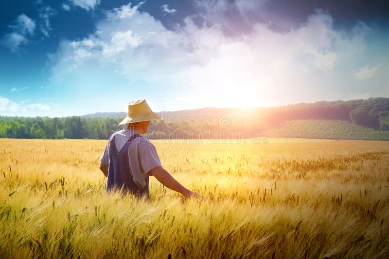 Agricoltore a piedi attraverso un dorato campo di grano.