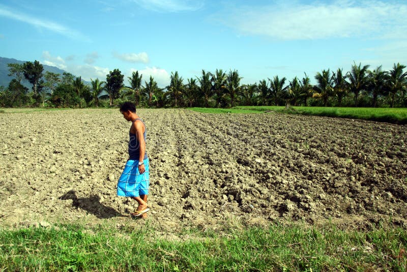 A farmer walks past a dried up rice field