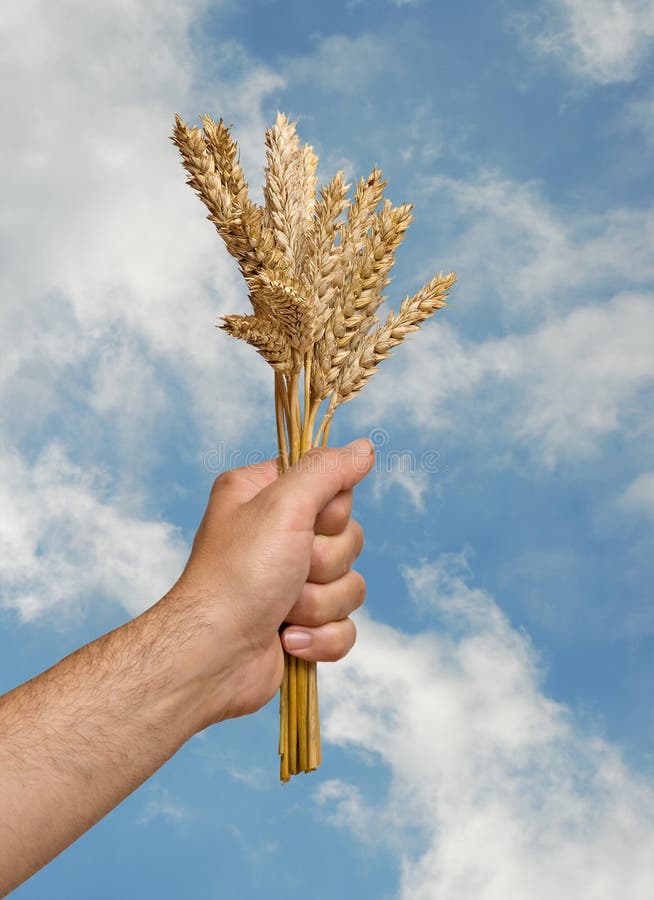 Farmer with wheat