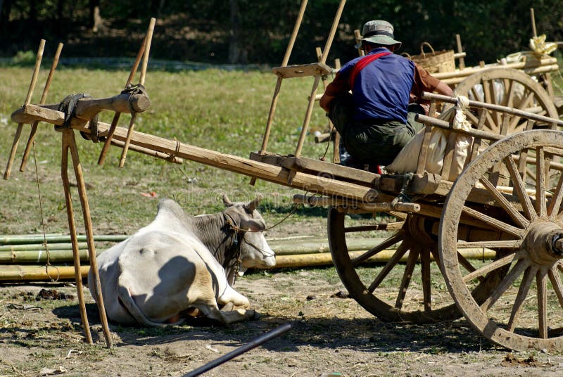 Cart Cow Cart Cow