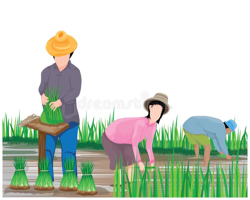 Farmer work in paddy field stock vector. Illustration of cartoon ...
