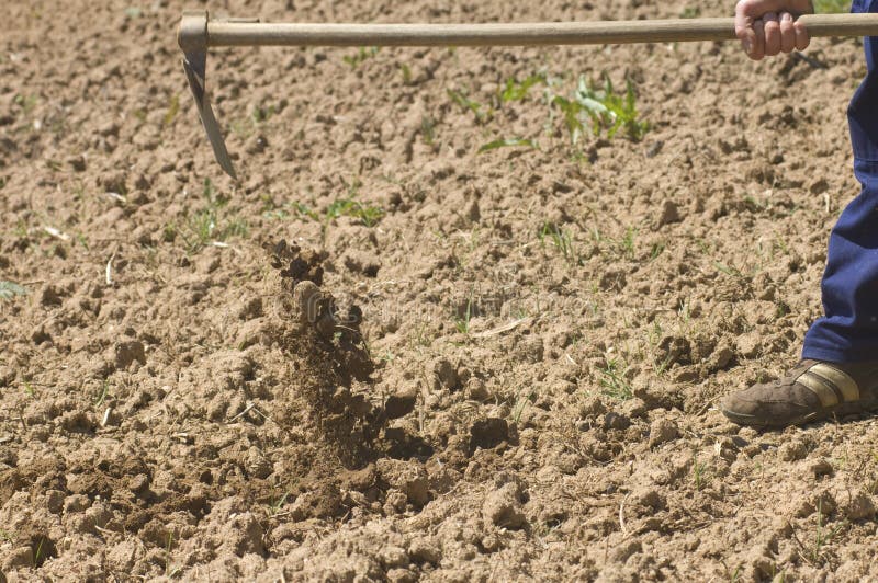 Farmer working on the farm