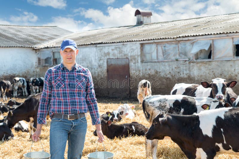 Farmer Working on Farm with Dairy Cows Stock Photo Image of farmer