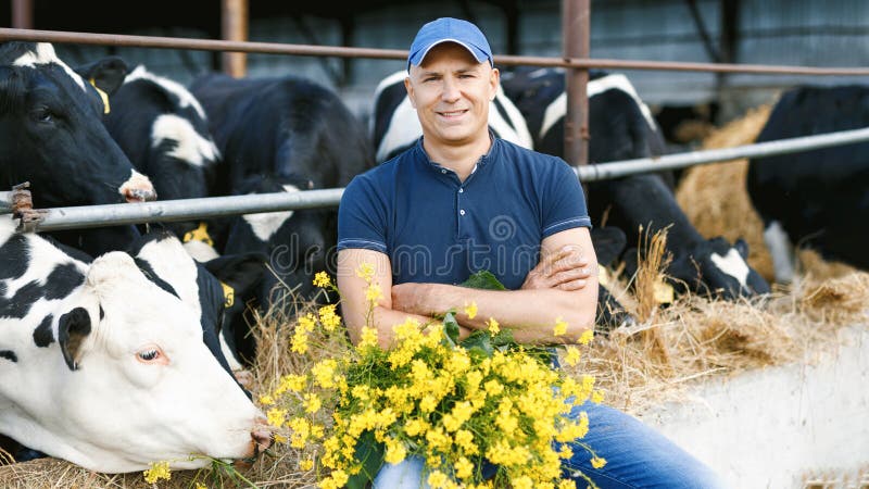 Farmer working on farm with dairy cows stock images Farmer working on farm with dairy cows stock images