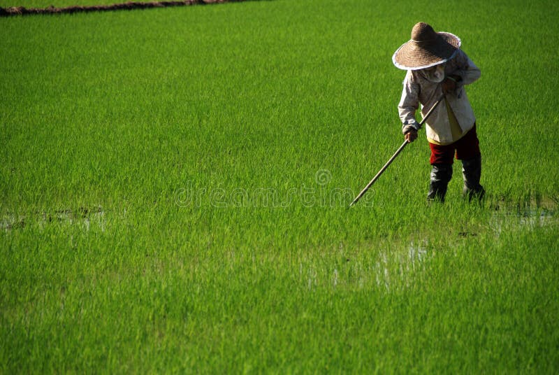 Farmer working on field