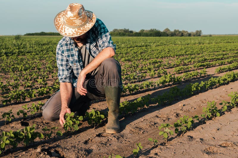 Farmer working on soybean plantation, examining crops development stock image Farmer working on soybean plantation, examining crops development stock image