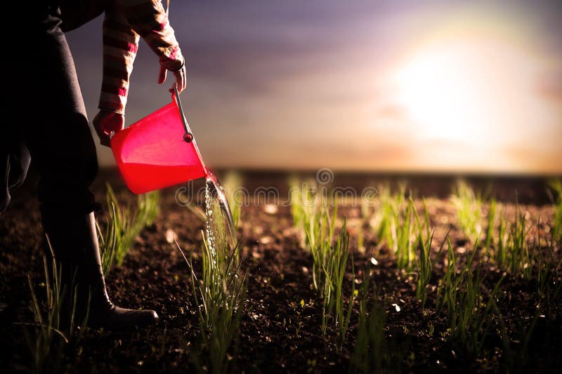 Agricultor regando.