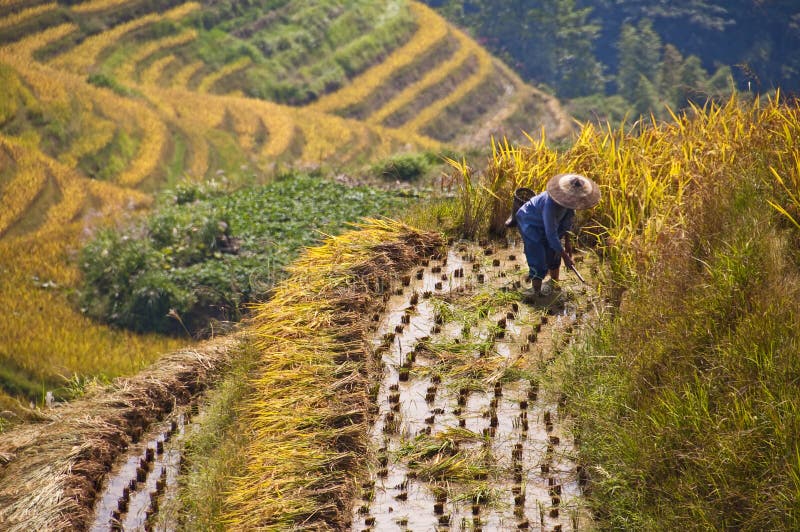 Farmer working in a terraced paddy rice field during harvest