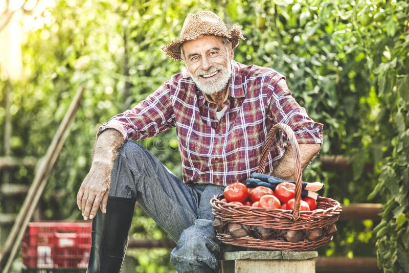 Farmer, κηπουρός και καλάθι με τις ντομάτες μπροστά από το pla ντοματών στοκ εικόνες Farmer, κηπουρός και καλάθι με τις ντομάτες μπροστά από το pla ντοματών στοκ εικόνες