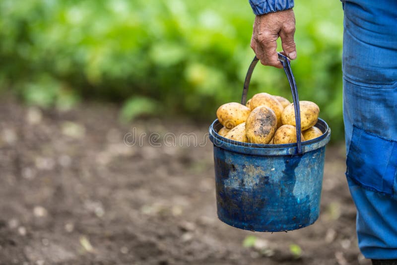 Farmer που κρατά τον μπλε κάδο με τις φρέσκες οργανικές πατάτες