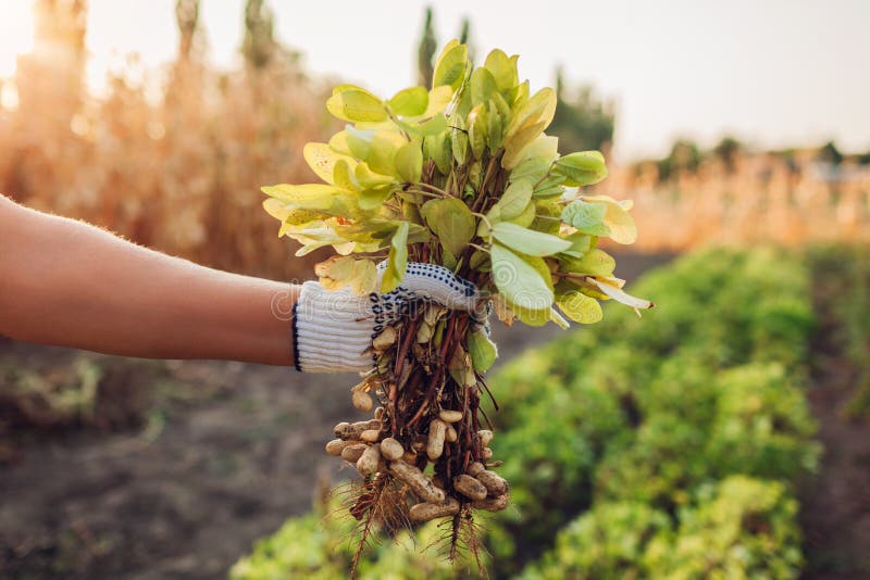 Farmer woman picking peanuts. Worker pulled out bunch of peanut sprouts.Autumn harvesting. Farming and gardening concept. Organic farm. Farmer woman picking peanuts. Worker pulled out bunch of peanut sprouts.Autumn harvesting. Farming and gardening concept. Organic farm