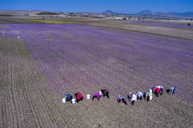 Farmers also harvest crocus in the field