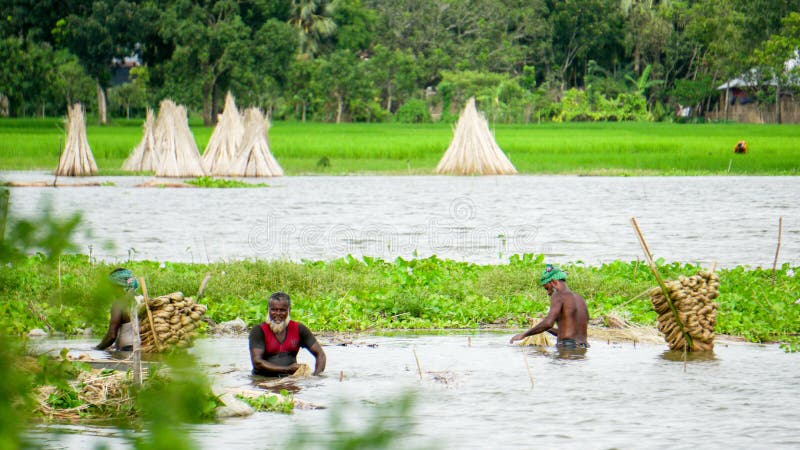 Farmers in Bangladesh are busy washing jute in water. Jute is called golden fiber. Jute is widely cultivated in India and