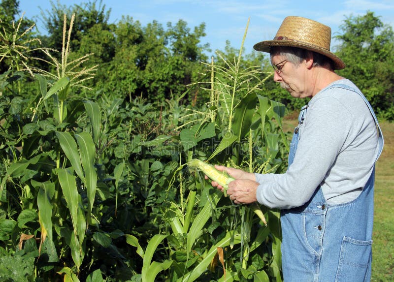 Farmers corn crop stock photo. Image of agriculture, farmer 32861826