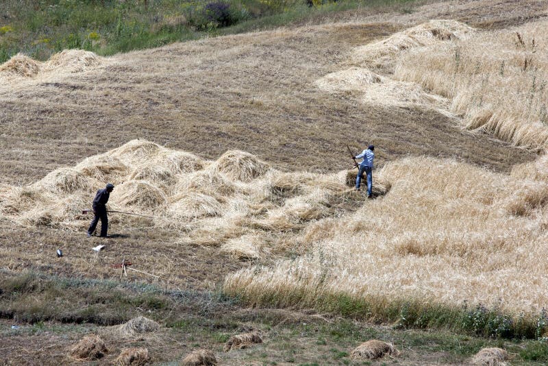 Farmers cutting hay near the site of Noah's Ark near the city of Dogubayazit in the far east of Turkey. stock images Farmers cutting hay near the site of Noah's Ark near the city of Dogubayazit in the far east of Turkey. stock images