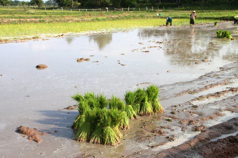 Farmers in farm