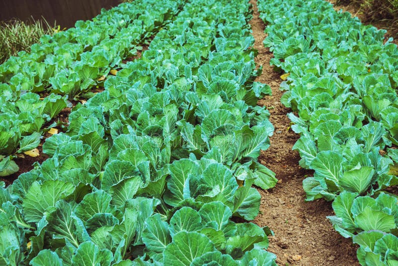 How To Grow Vegetables Plant Agriculture. Dig into Soil the Vegetable