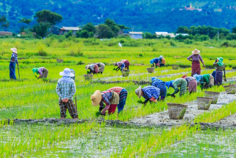 Farmers are growing rice on the paddy