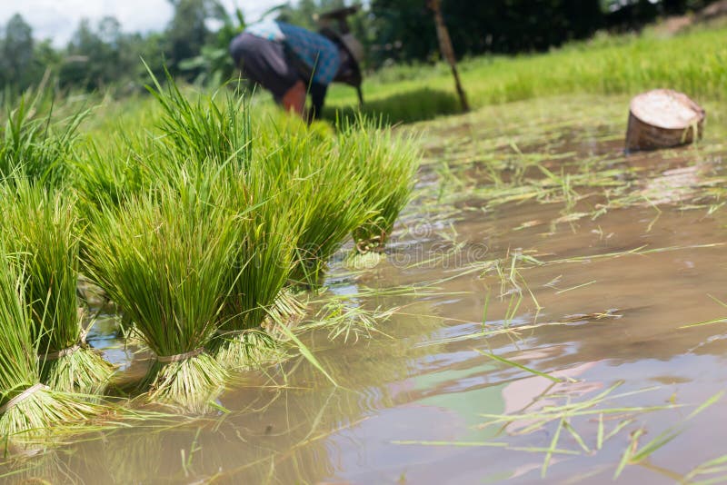 Farmers are Growing Rice Tree Stock Photo Image of tired, abundant