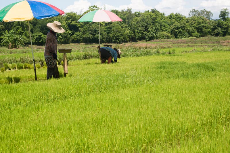Farmers are Growing Rice Tree Editorial Photo Image of fields, farmer