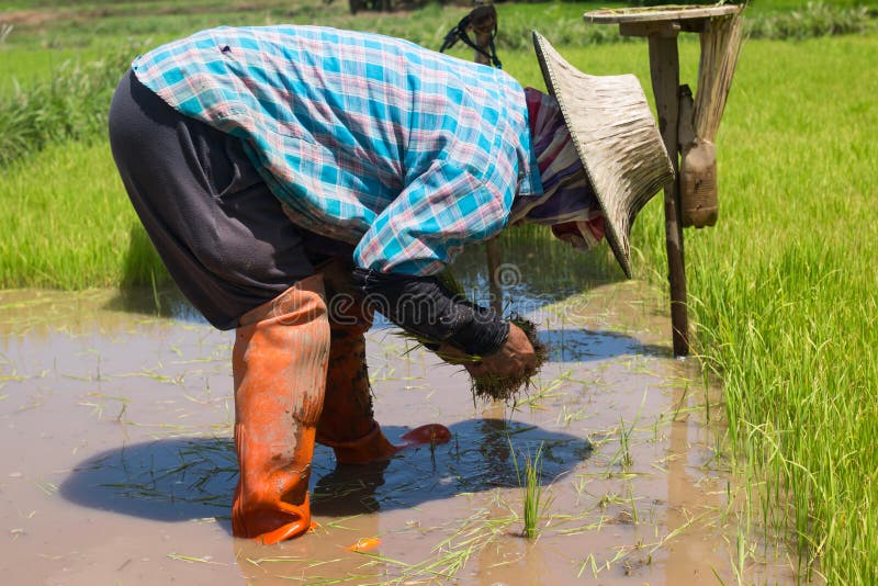 Farmers are Growing Rice Tree Editorial Image Image of farmers