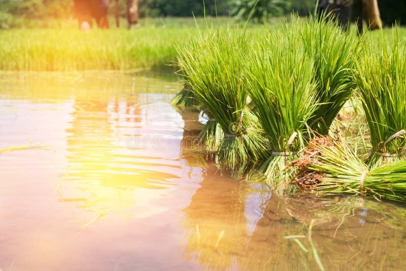 Farmers are Growing Rice Tree Stock Image Image of growing, food
