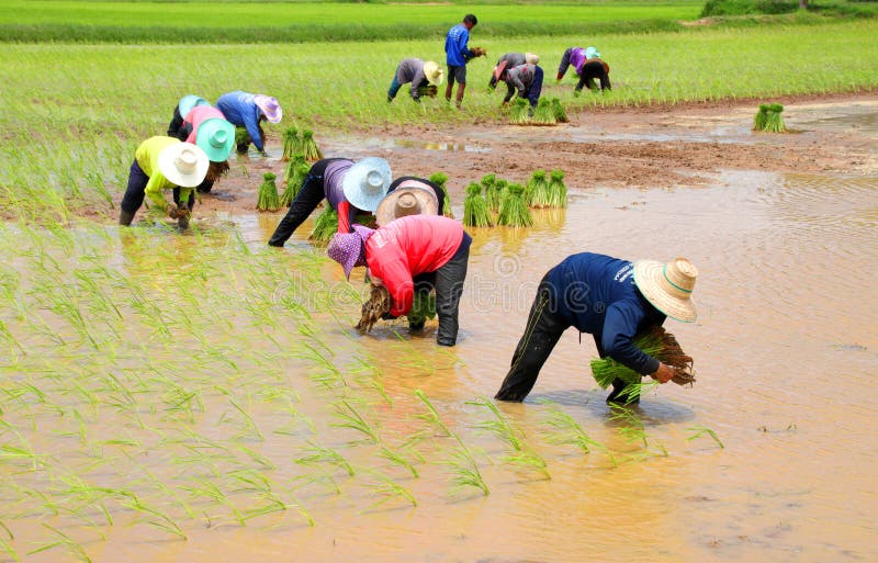 Farmers are growing sticky rice