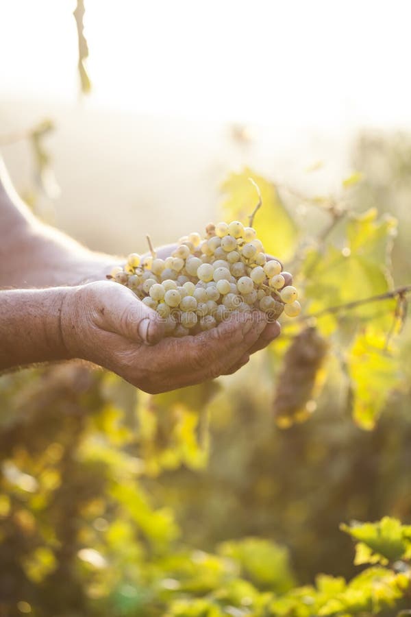 Farmers hands holding harvested grapes