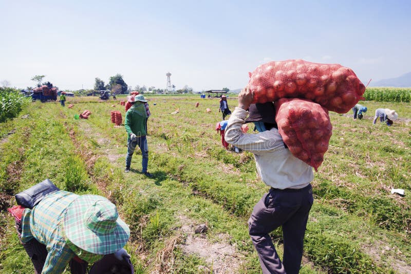 Farmers Harvest Onion in Farm Editorial Image Image of market, nature