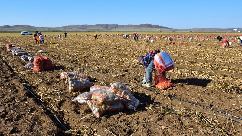 Farmers are harvesting potatoes on the grassland