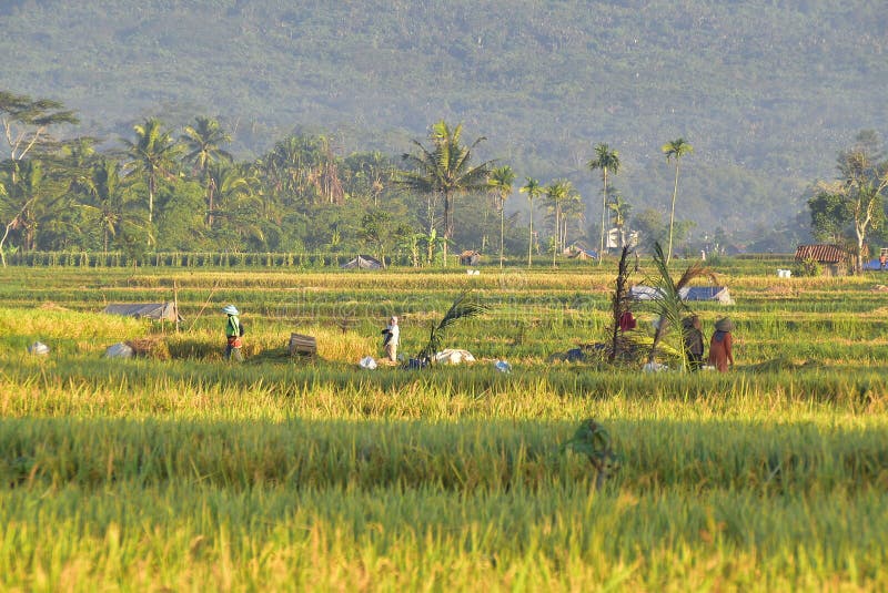 Farmers harvesting rice on the fields in Tasikmalaya Regency, West Java, during the harvest season. Wednesday 20th December 2023. Farmers harvesting rice on the fields in Tasikmalaya Regency, West Java, during the harvest season. Wednesday 20th December 2023.