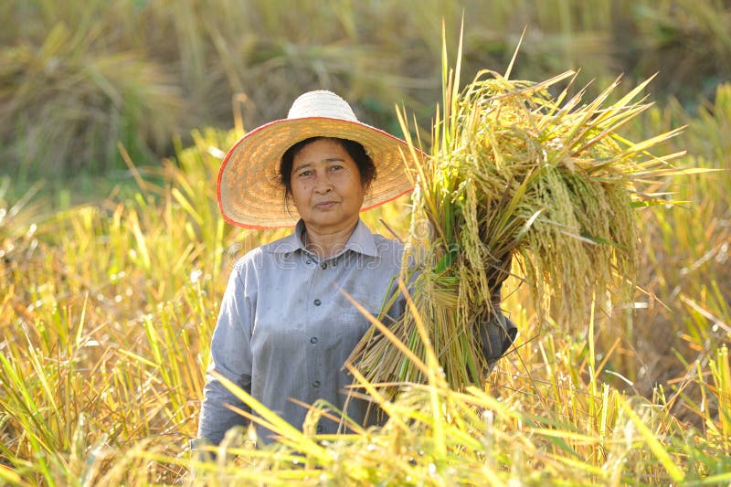 Farmers harvesting in rice field Thailand