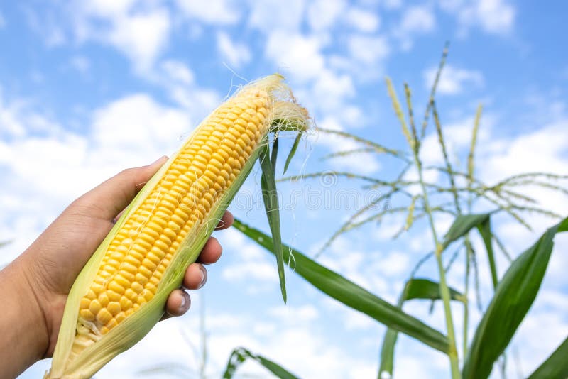 Farmers Hold Organic Sweet Corn by Offering Complete Fresh Corn Stock