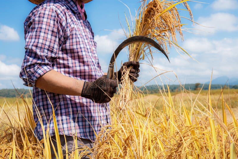 Farmers Hold Sickles in Field Stock Photo - Image of field, nature ...