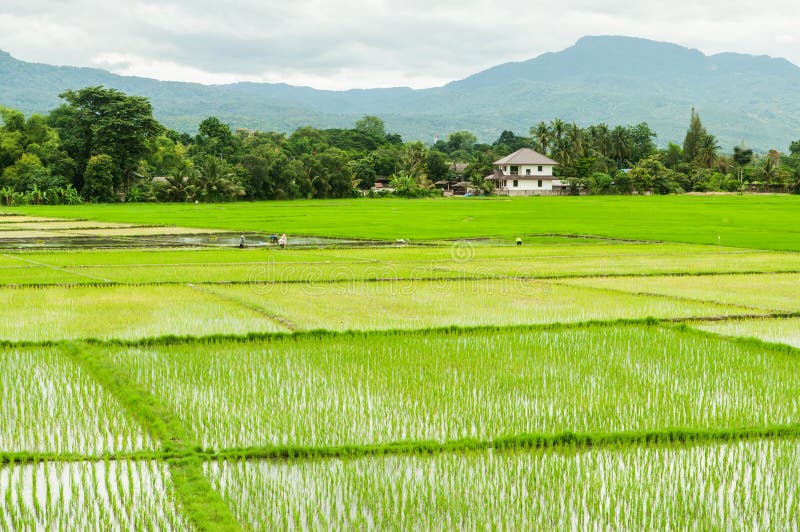 Farmers are planting rice in the farm