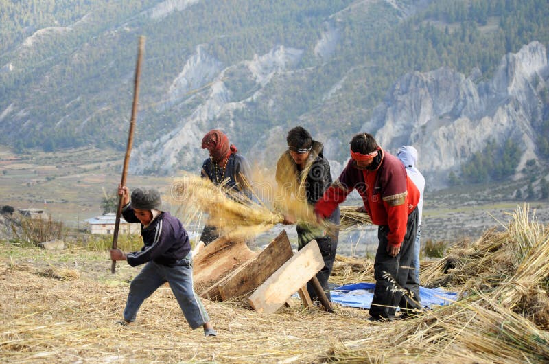 Farmers process cereals harvest, Nepal