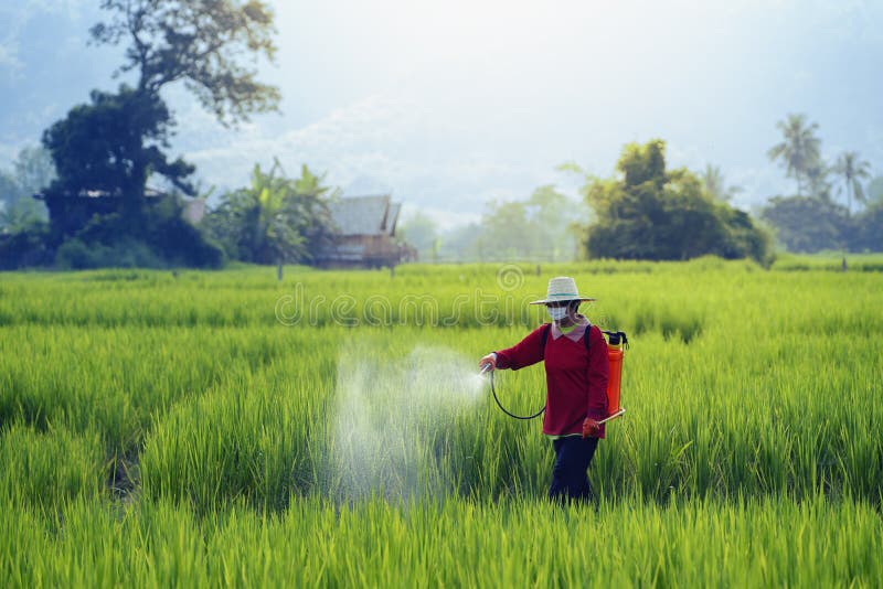 Farmers spray insecticides to rice using insecticide sprayers with inappropriate protection in rice fields.Use of pesticides is hazardous to health. Farmers spray insecticides to rice using insecticide sprayers with inappropriate protection in rice fields.Use of pesticides is hazardous to health.