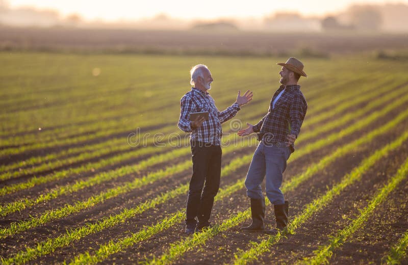Two happy farmers standing in corn field talking