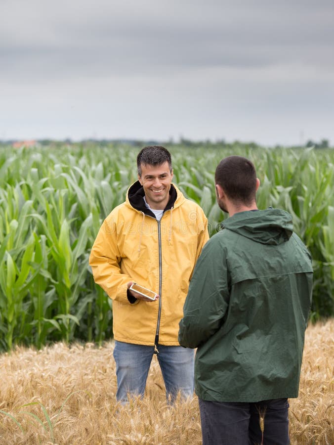 Two farmers with tablet standing in barley field and talking. Two farmers with tablet standing in barley field and talking