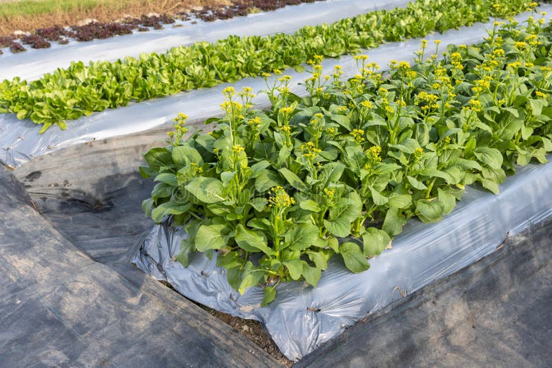 Farmers Use Plastic Films for Weed Control in Vegetable Garden Stock